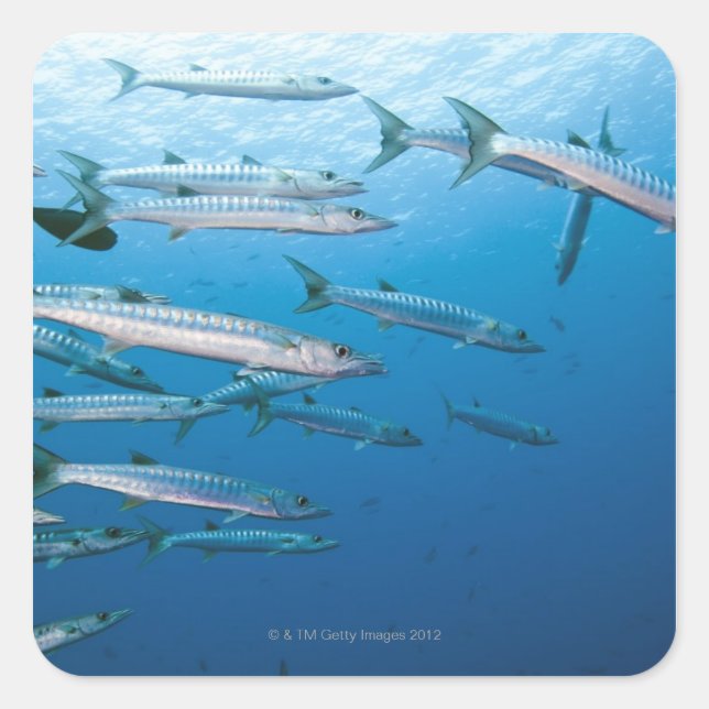 School of blackfin barracuda (Sphyraena qenie) Square Sticker (Front)