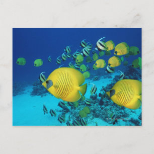 School of Butterfly Fish Swimming on the Seabed Postcard
