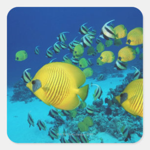 School of Butterfly Fish Swimming on the Seabed Square Sticker