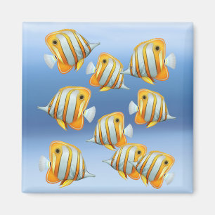 School of Copperband Butterfly Fish Magnet
