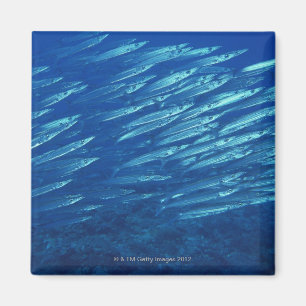 School of Fish 11 Magnet