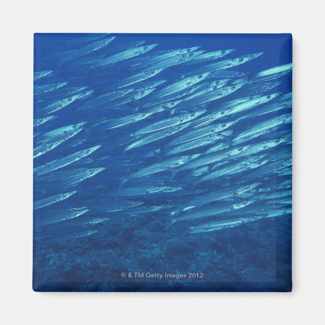 School of Fish 11 Magnet (Front)