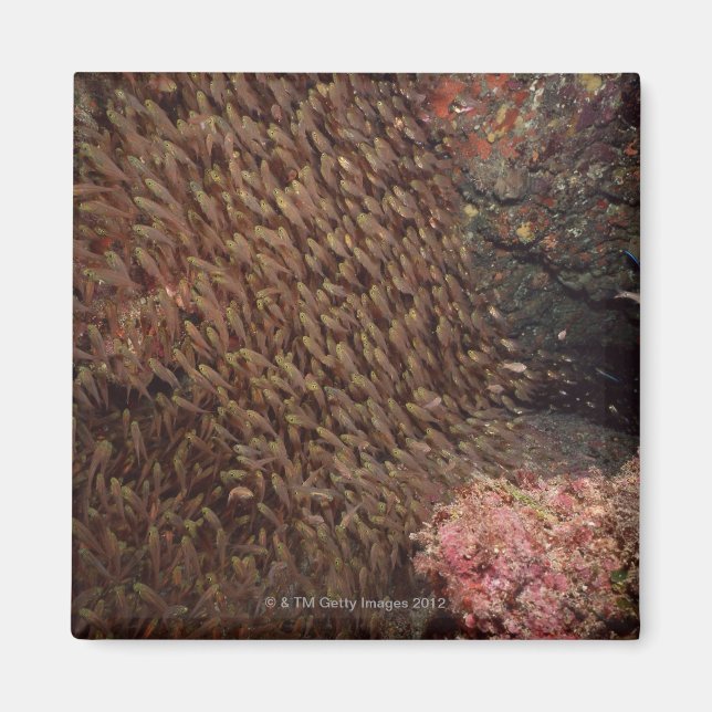 School of Fish 2 Magnet (Front)