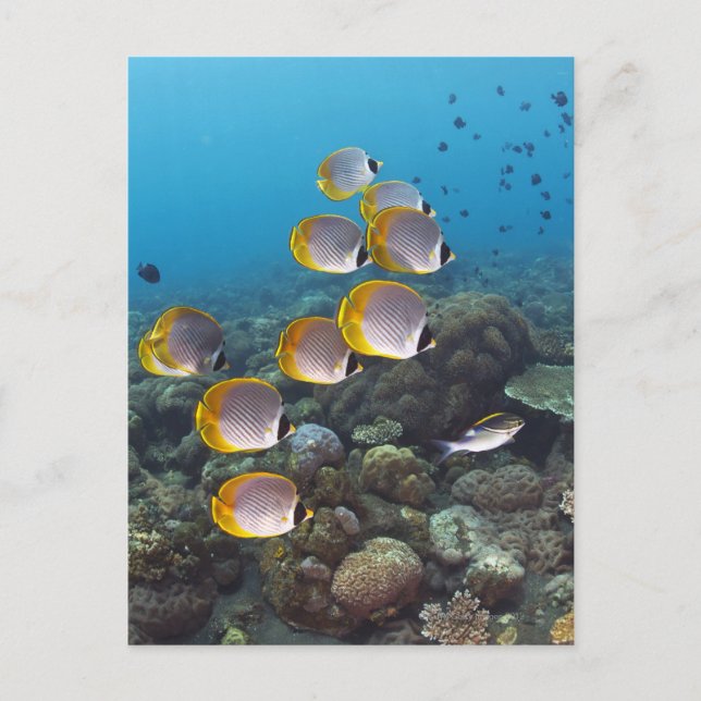 School of Fish 2 Postcard (Front)