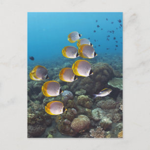 School of Fish 2 Postcard