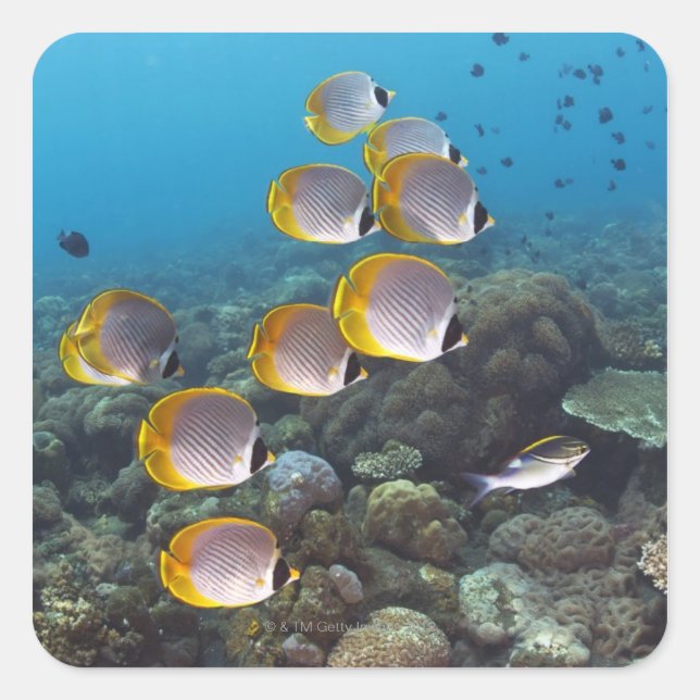 School of Fish 2 Square Sticker (Front)