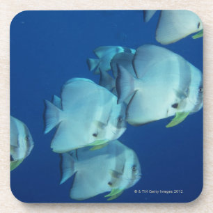 School of Fish 5 Coaster