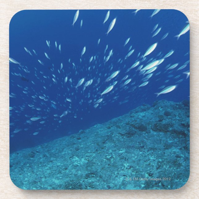 School of Fish 6 Coaster (Front)