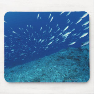 School of Fish 6 Mouse Pad