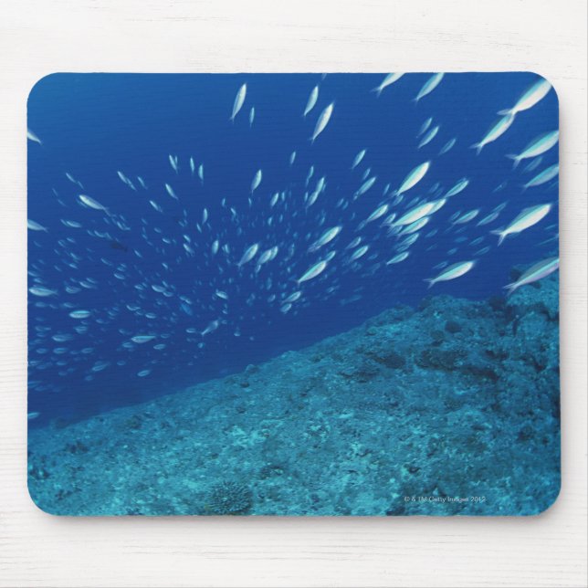 School of Fish 6 Mouse Pad (Front)