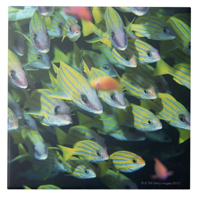 School of Fish 7 Ceramic Tile (Front)