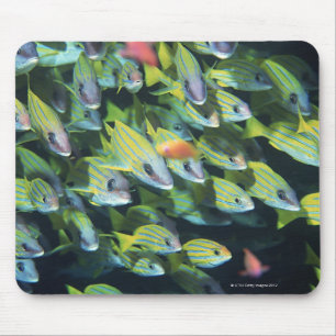 School of Fish 7 Mouse Pad