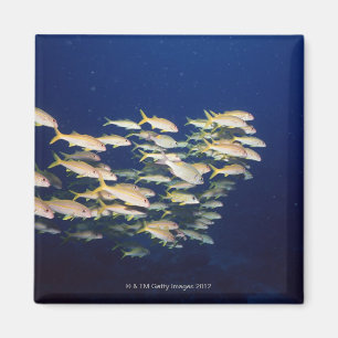 School of Fish 8 Magnet