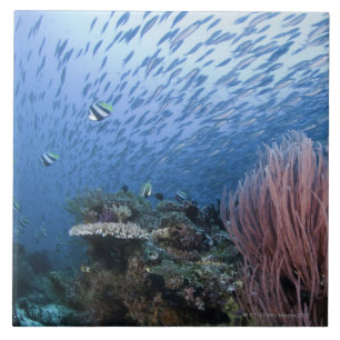 School of fish above reef ceramic tile