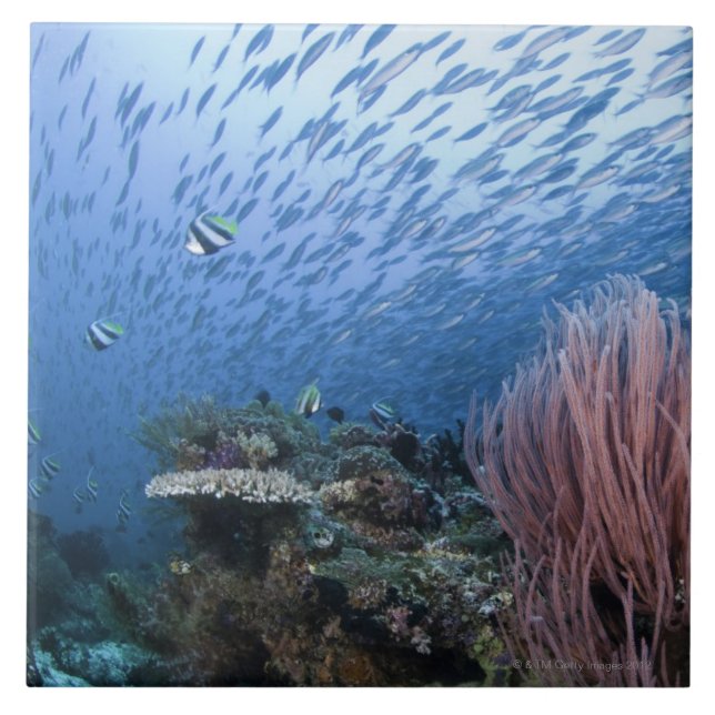 School of fish above reef ceramic tile (Front)
