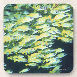 School of Fish Coaster