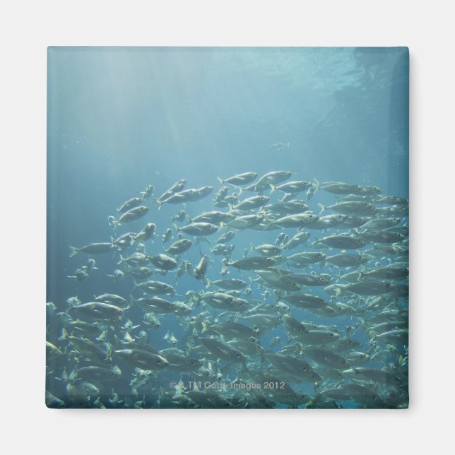 School of fish, Nassau, Bahamas Magnet (Front)