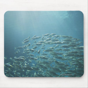 School of fish, Nassau, Bahamas Mouse Pad