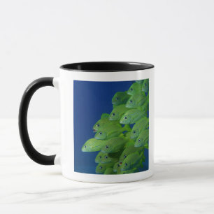 School of french bluestriped and margate grunts mug