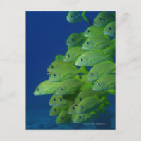 School of french bluestriped and margate grunts