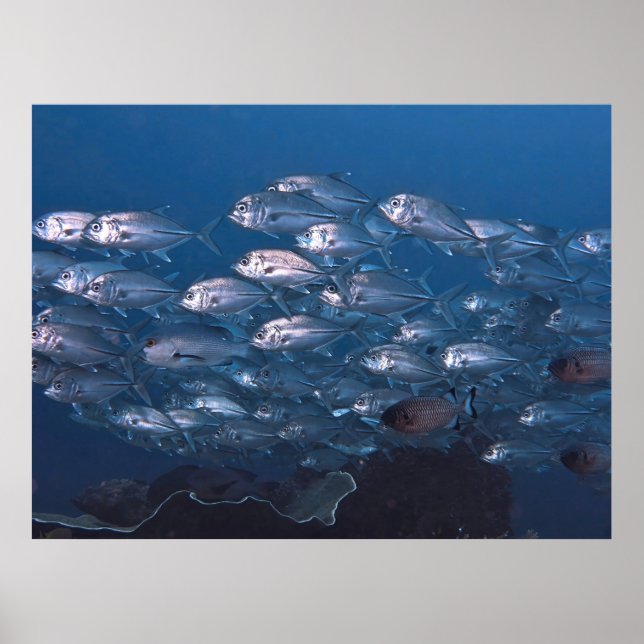 School of Jacks Poster (Front)