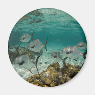 School of Permit Fish Magnet