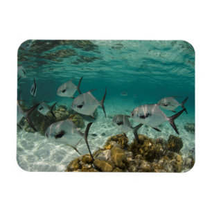 School of Permit Fish Magnet