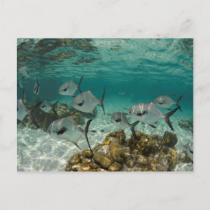 School of Permit Fish Postcard