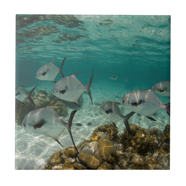 School of Permit Fish Tile (Front)