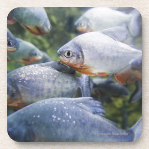 School of Piranhas (Pygocentrus nattereri) Coaster
