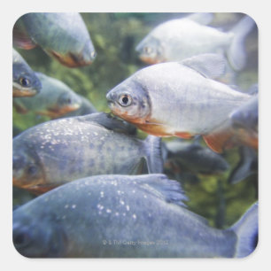 School of Piranhas (Pygocentrus nattereri) Square Sticker