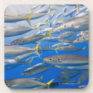 School of Rainbow Runners, Sea of Cortez, Mexico Coaster