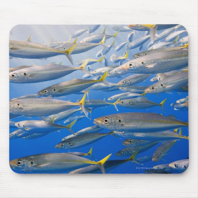 School of Rainbow Runners, Sea of Cortez, Mexico Mouse Pad (Front)