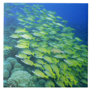 School of swimming bluelined snappers ceramic tile