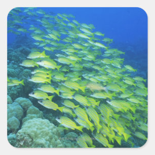 School of swimming bluelined snappers square sticker