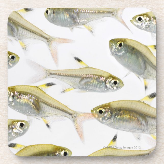 School of X-ray tetra fish (Pristella Coaster (Front)