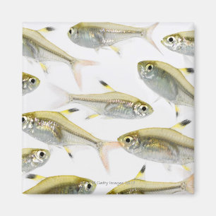 School of X-ray tetra fish (Pristella Magnet