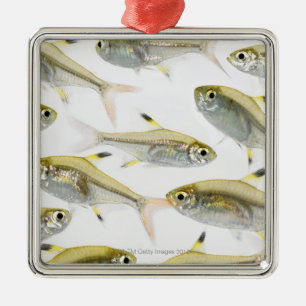 School of X-ray tetra fish (Pristella Metal Tree Decoration