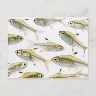 School of X-ray tetra fish (Pristella Postcard