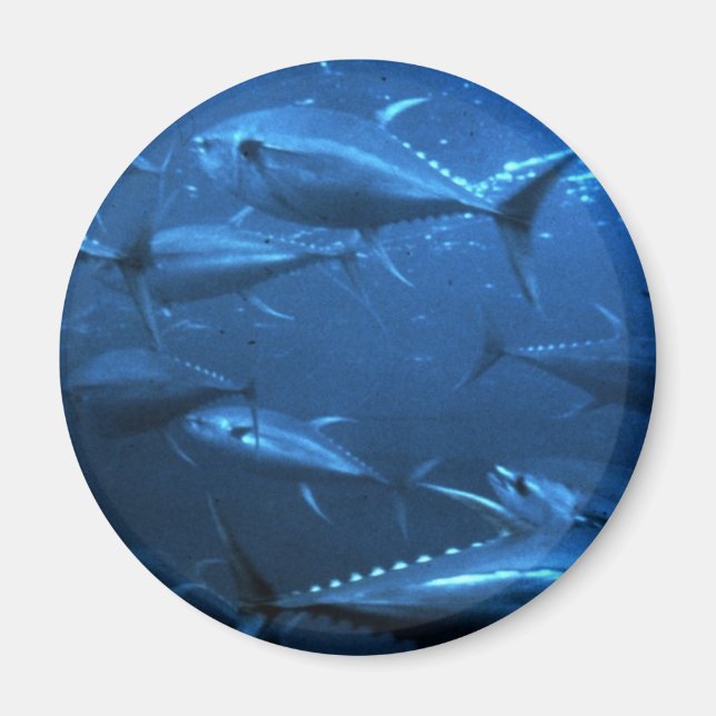 School of Yellowfin Tuna Magnet (Front)