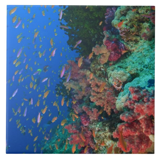 Schooling Fairy Basslets (Pseudanthias Ceramic Tile (Front)