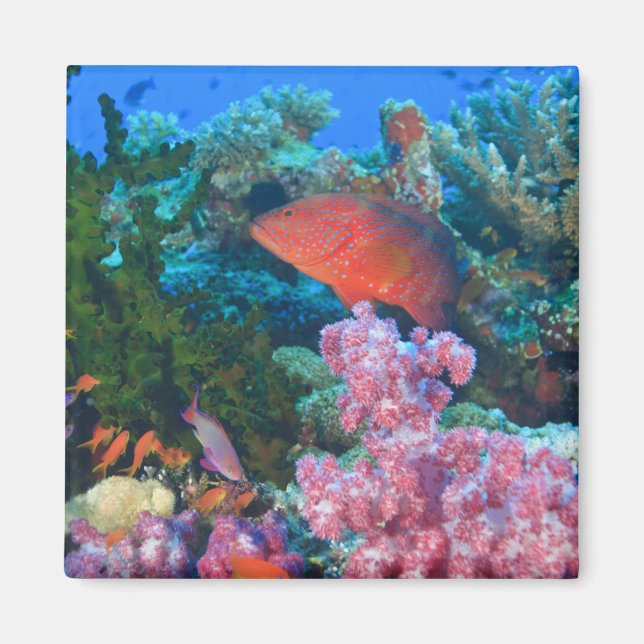 schooling Fairy Basslets  (Pseudanthias Magnet (Front)