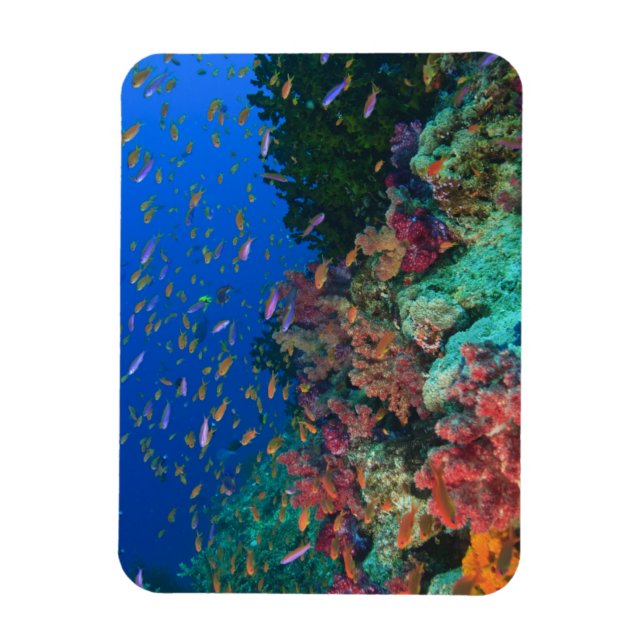 Schooling Fairy Basslets (Pseudanthias Magnet (Vertical)