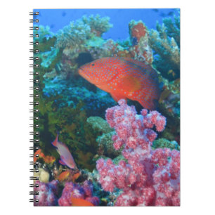 schooling Fairy Basslets (Pseudanthias Notebook