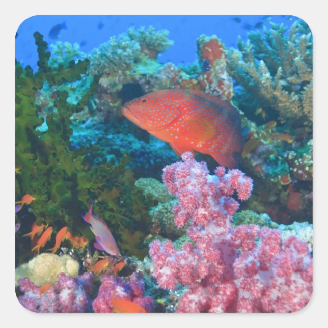 schooling Fairy Basslets  (Pseudanthias Square Sticker (Front)