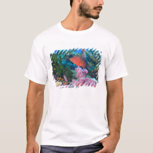 schooling Fairy Basslets (Pseudanthias T-Shirt