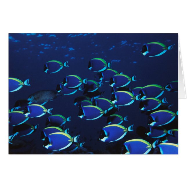Schooling Powder Blue Surgeonfish (Front Horizontal)