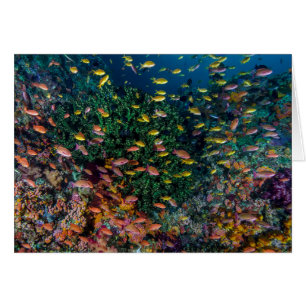 Schools of Fish Swim in Reef