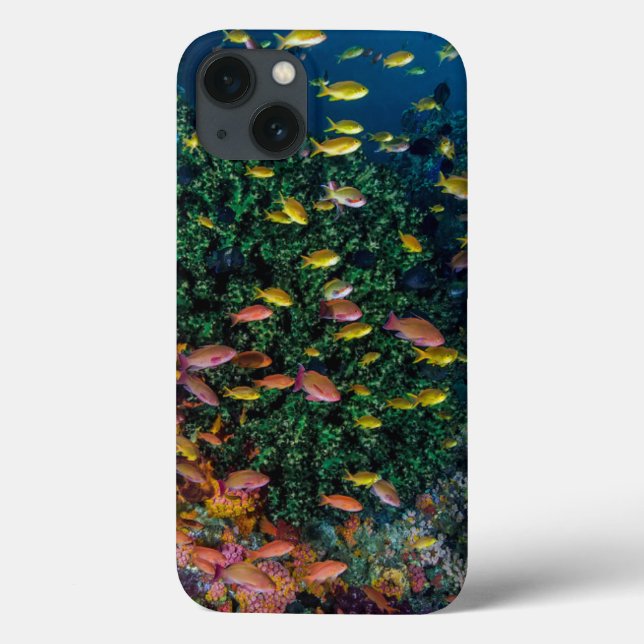 Schools of Fish Swim in Reef Case-Mate iPhone Case (Back)