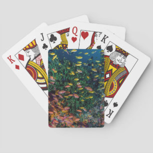 Schools of Fish Swim in Reef Playing Cards